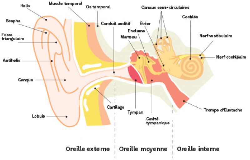 Anatomie de l