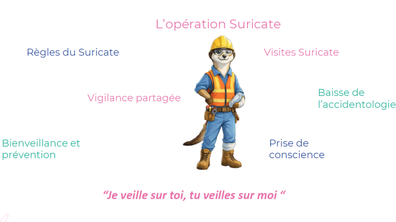 Lab INNOVATION Acorus surricate