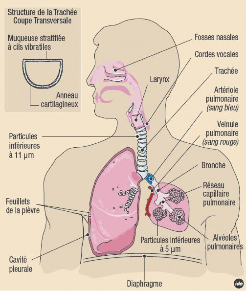 Morphologie de l'appareil respiratoire
