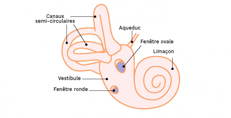 Le labyrinthe osseux