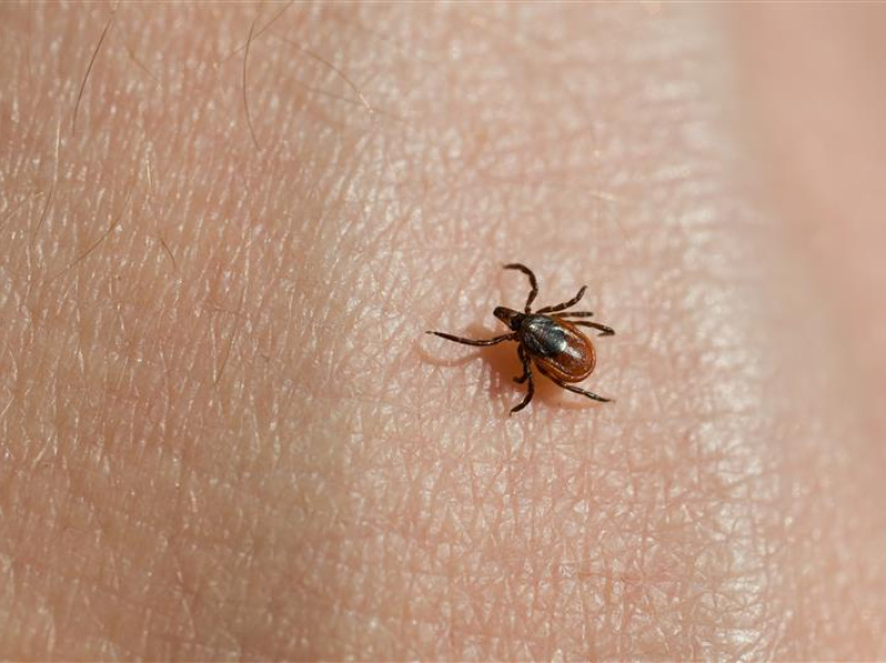 Réchauffement climatique et propagation des tiques : comment se protéger ?